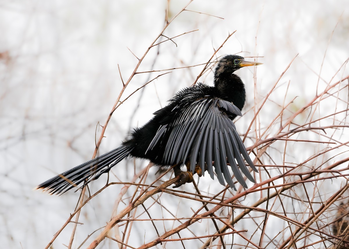 Anhinga - KMJ Bird