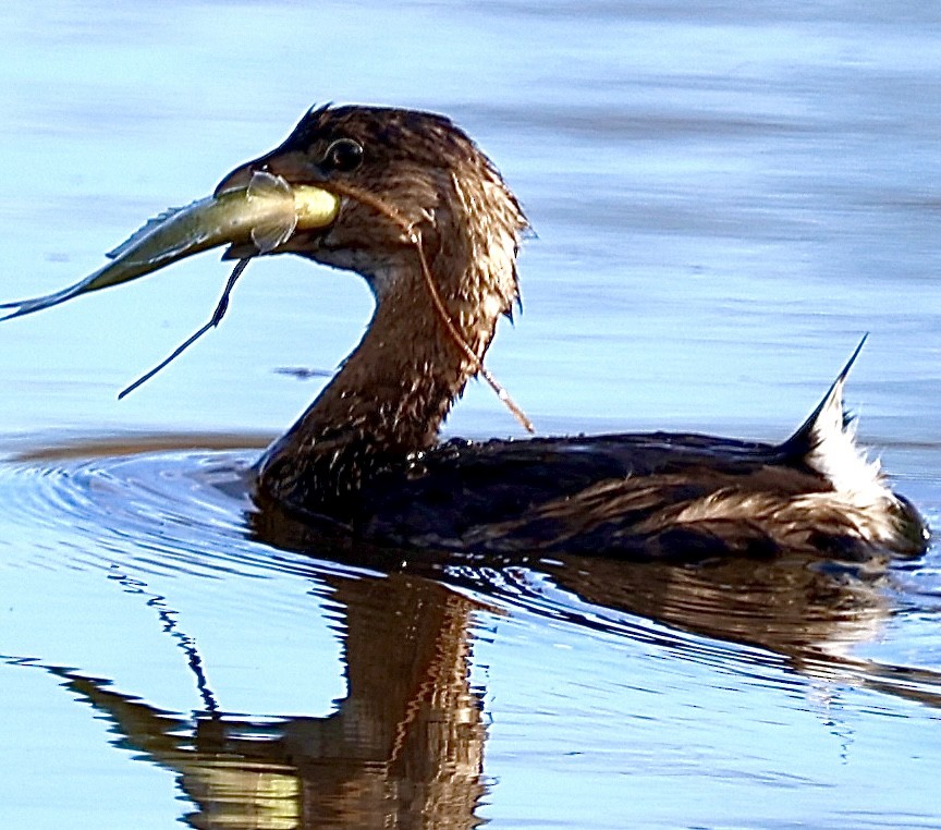 Pied-billed Grebe - ML614908686