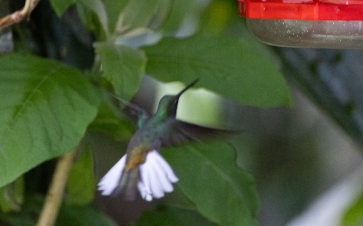 Colibri à queue blanche - ML614908704