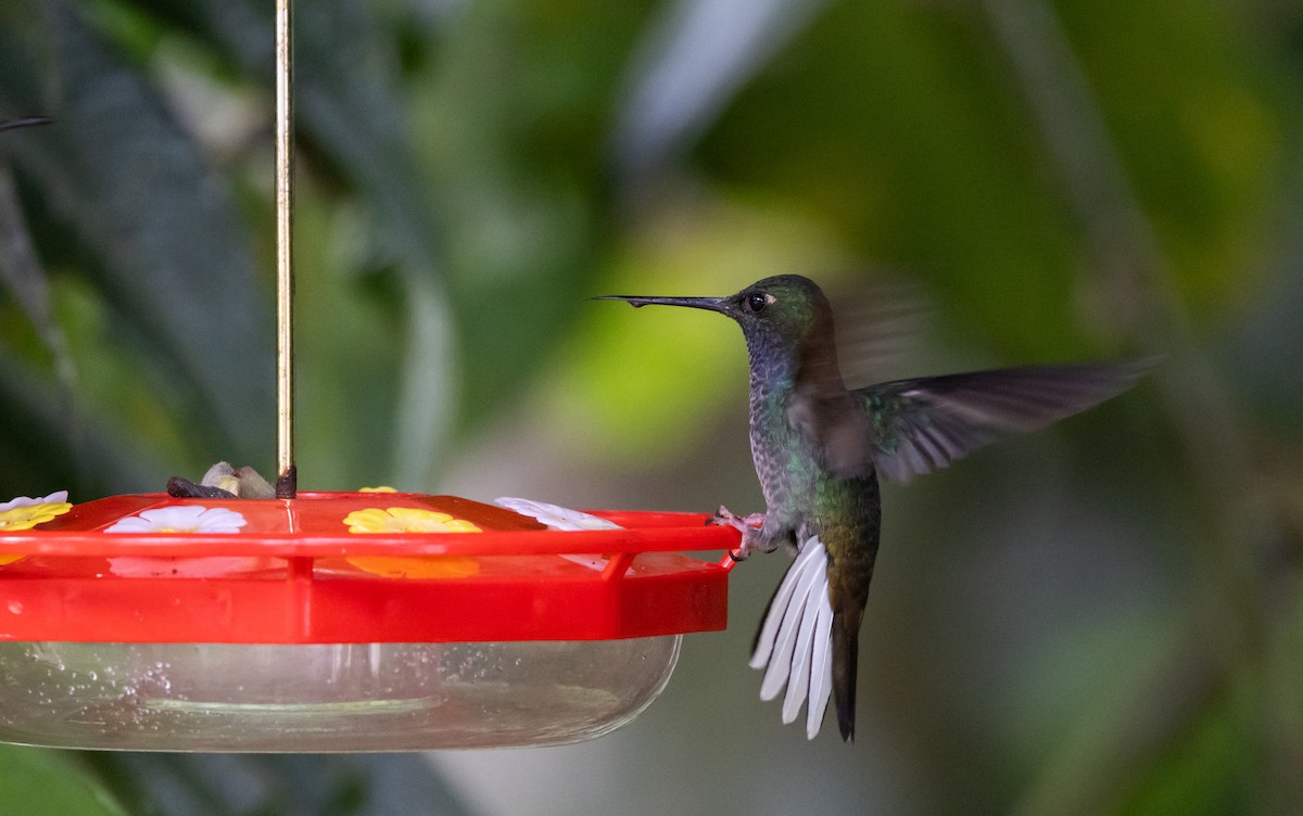 Colibri à queue blanche - ML614908790