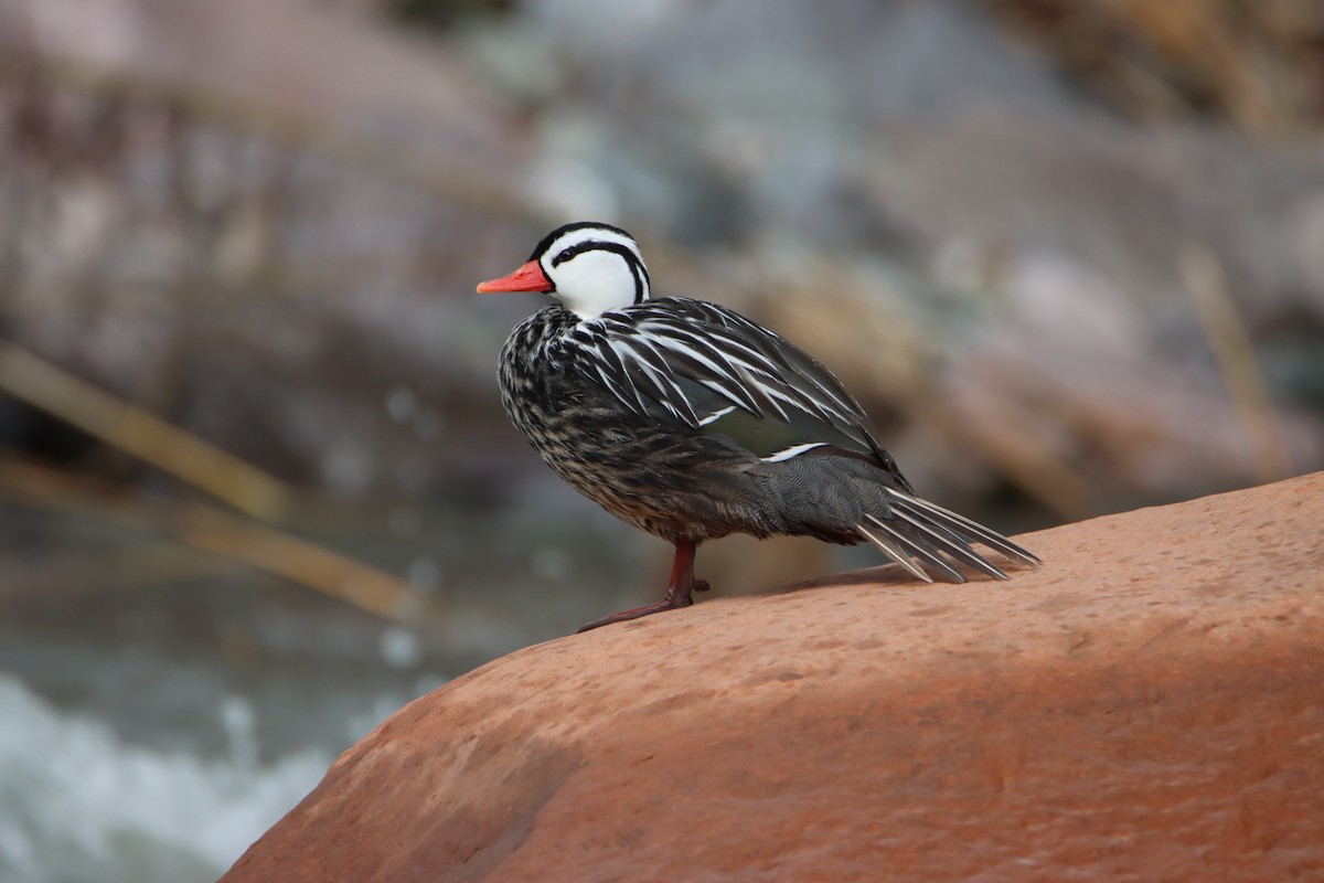 Torrent Duck - Brian Hofstetter