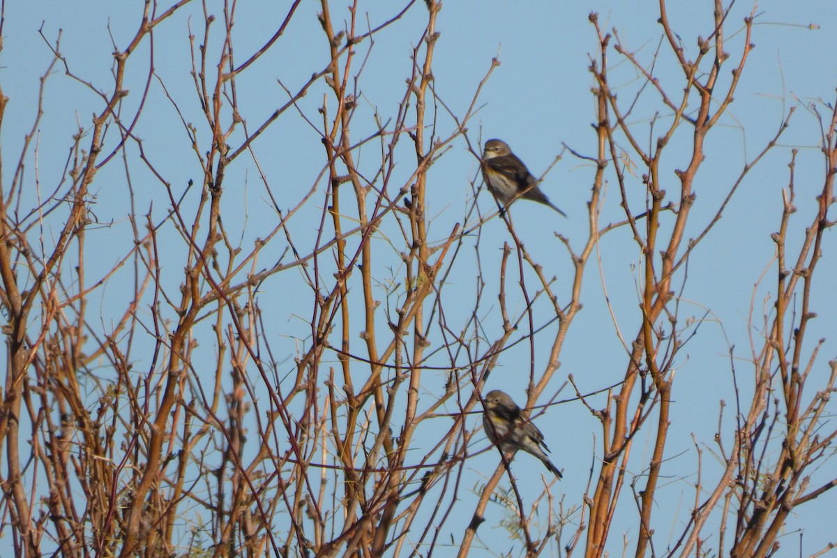 Yellow-rumped Warbler - ML614908805