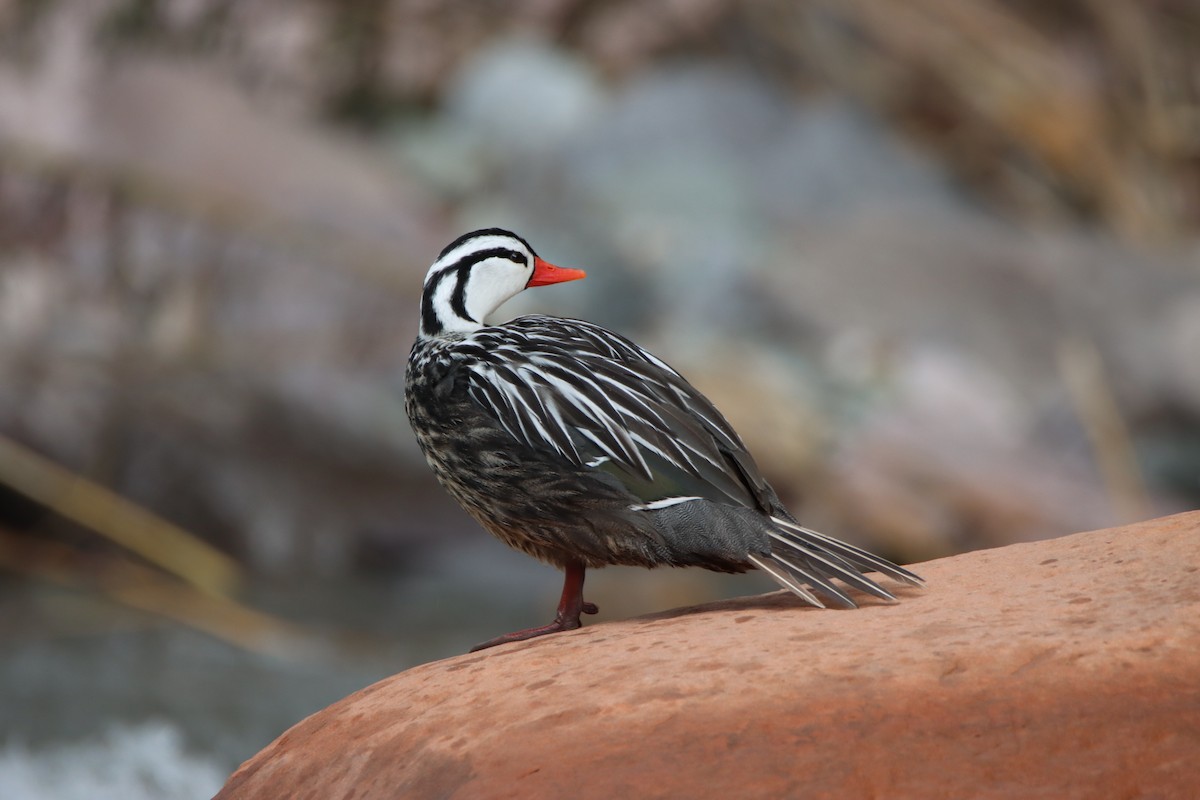 Torrent Duck - Brian Hofstetter