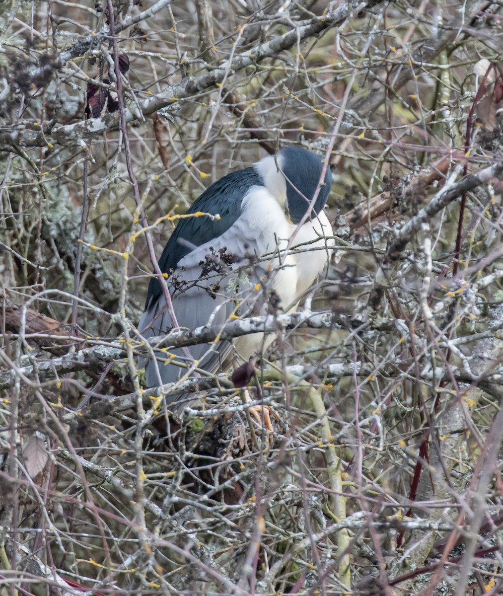 Black-crowned Night Heron - ML614908807