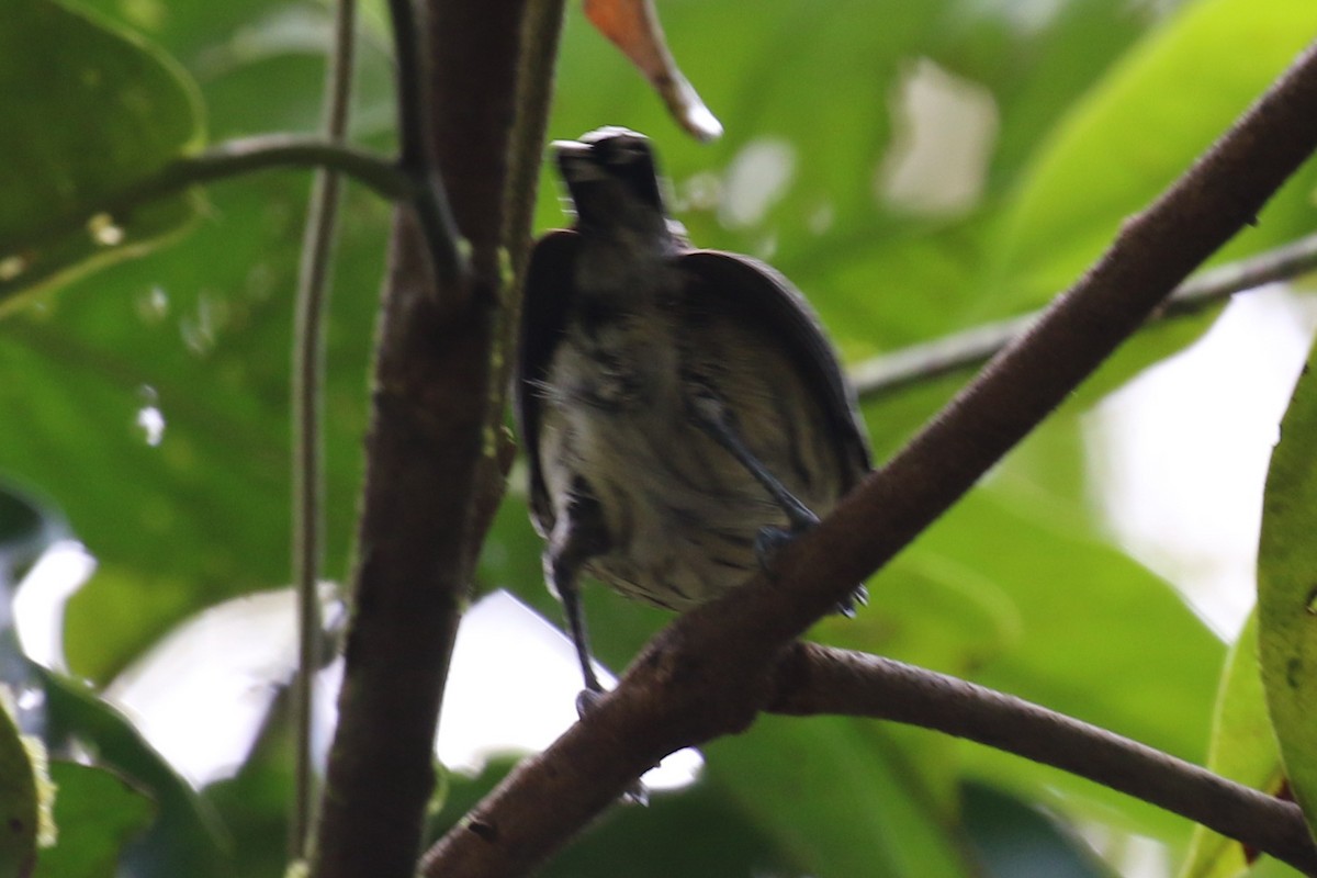 Amazonian Streaked-Antwren - ML614908813