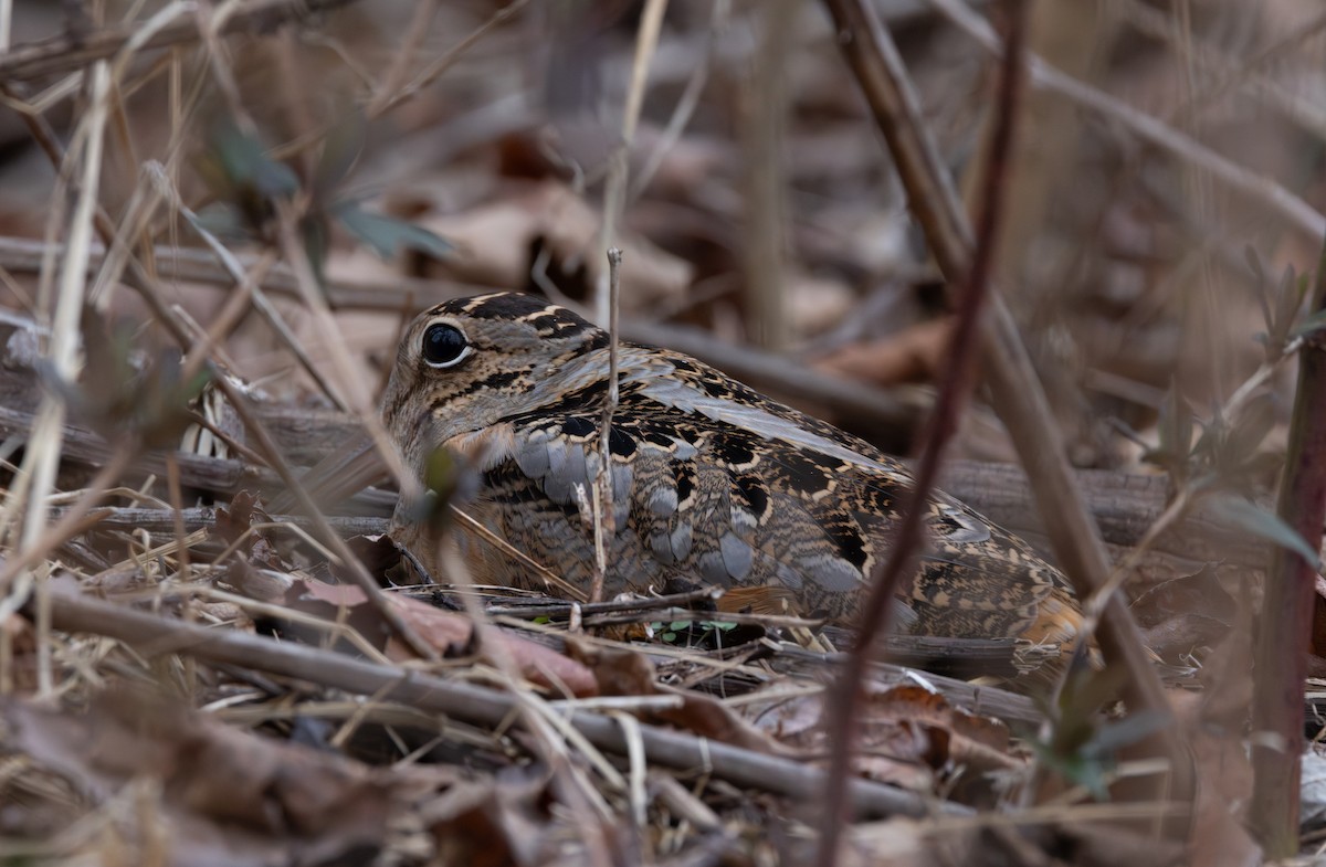 American Woodcock - Mikey  Lutmerding