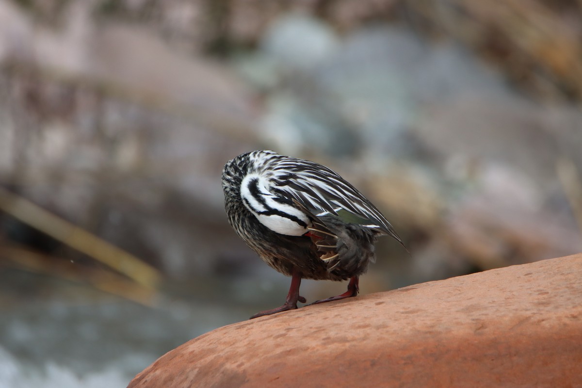 Pato Torrentero - ML614908850