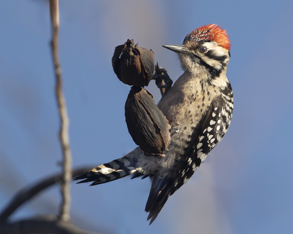 Ladder-backed Woodpecker - Francis Morgan