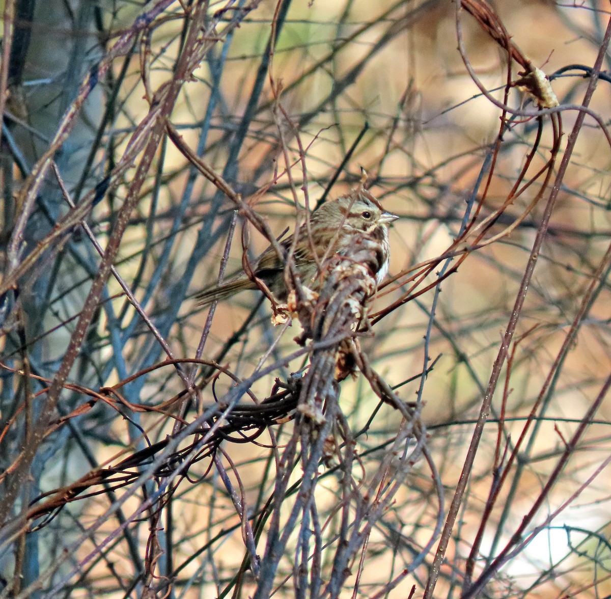 Song Sparrow - ML614908963