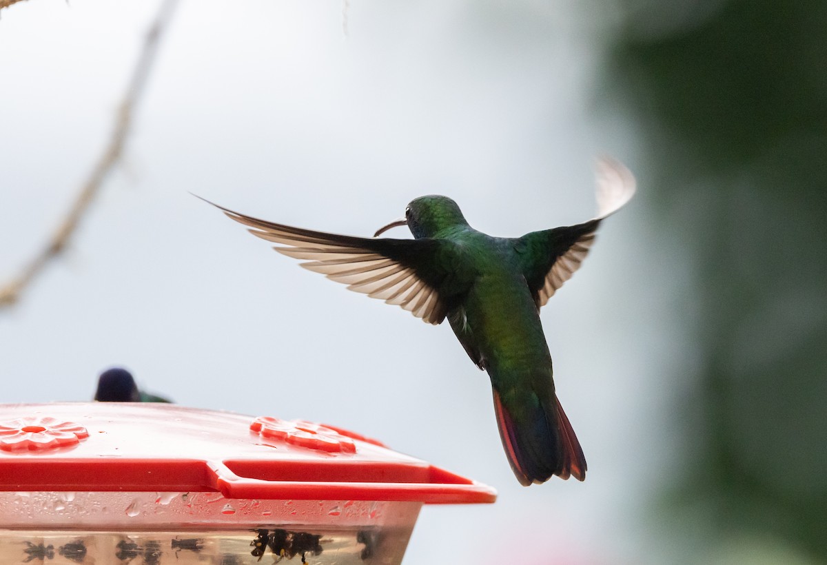 Black-throated Mango - ML614909043