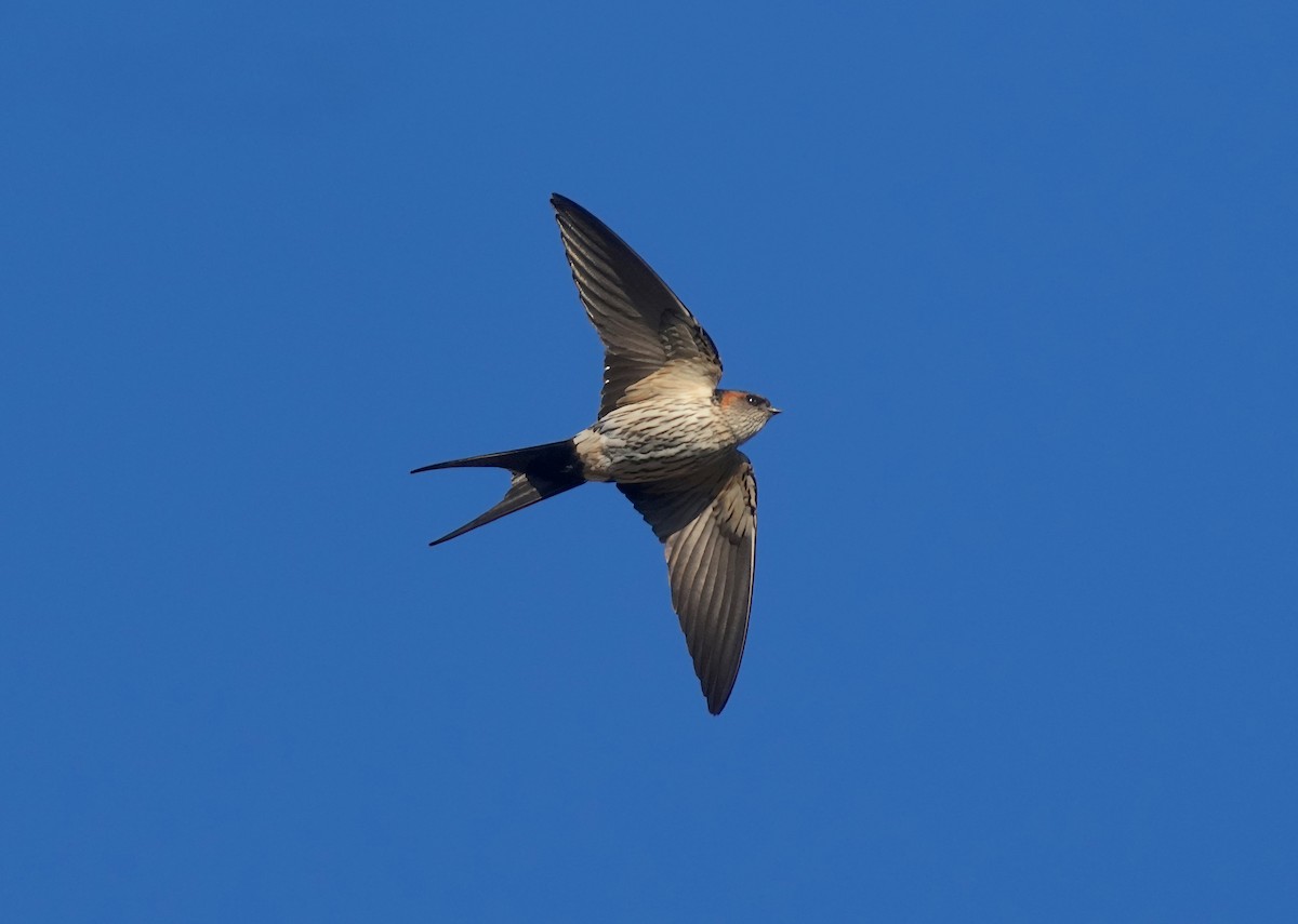 Striated Swallow - ML614909070