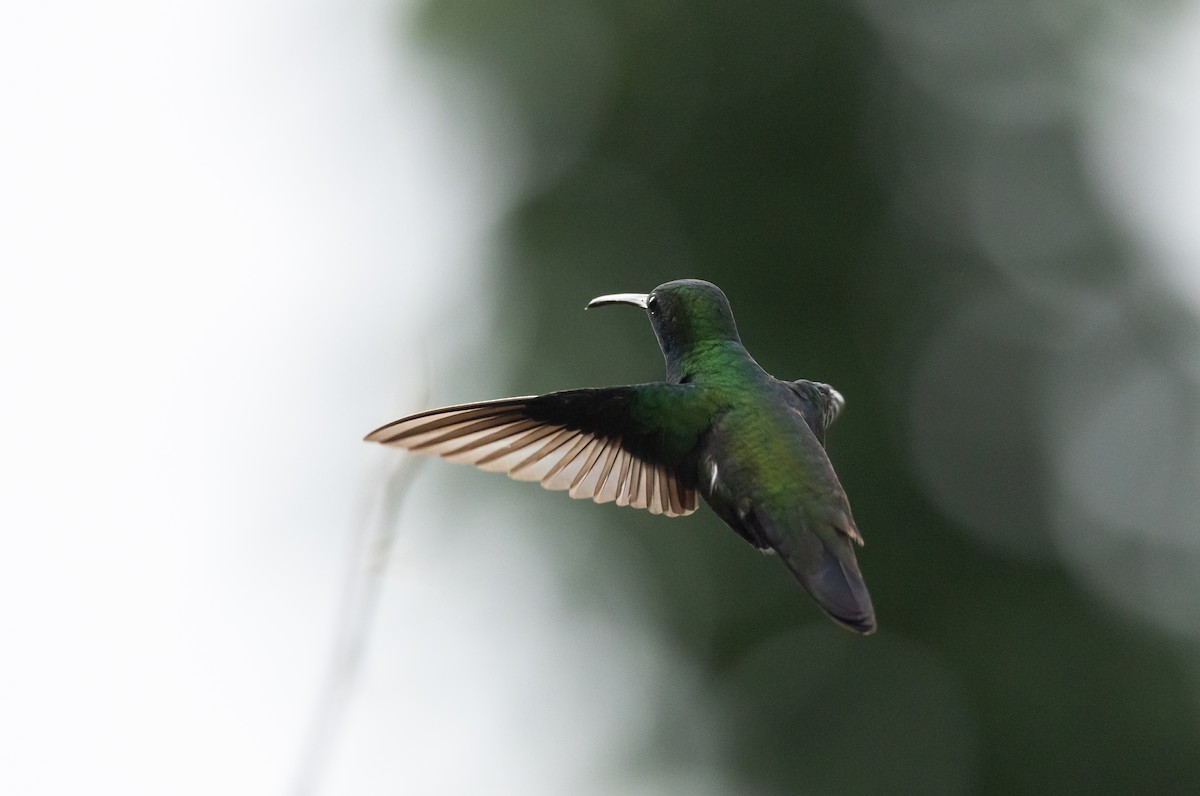 Black-throated Mango - ML614909082