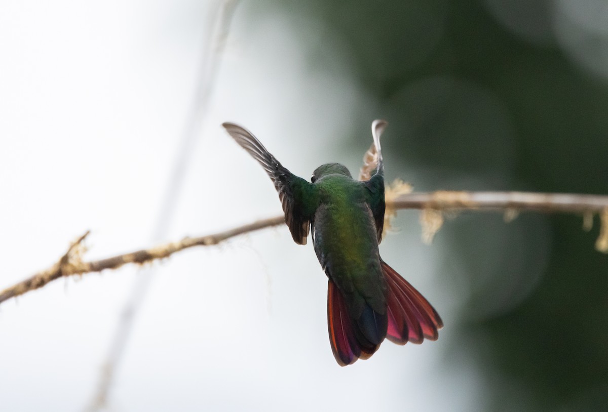 kolibřík tropický - ML614909091