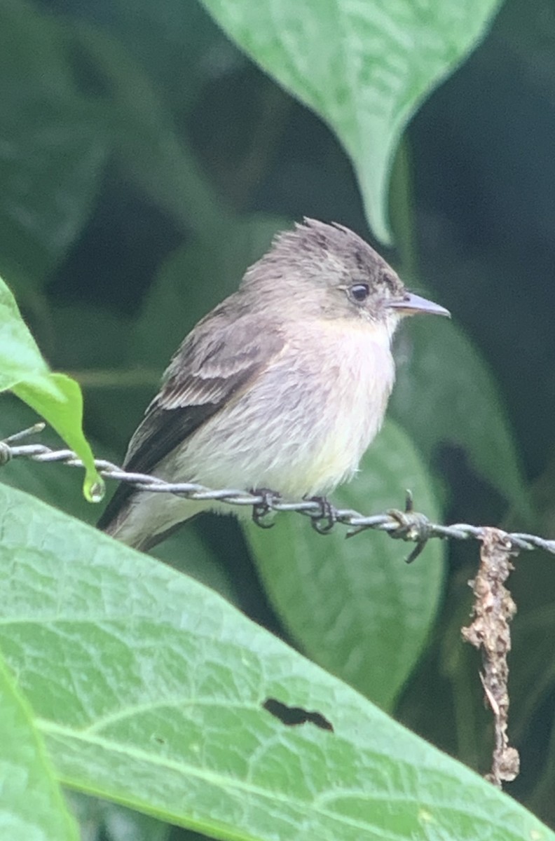 Western Wood-Pewee - Greg Ward