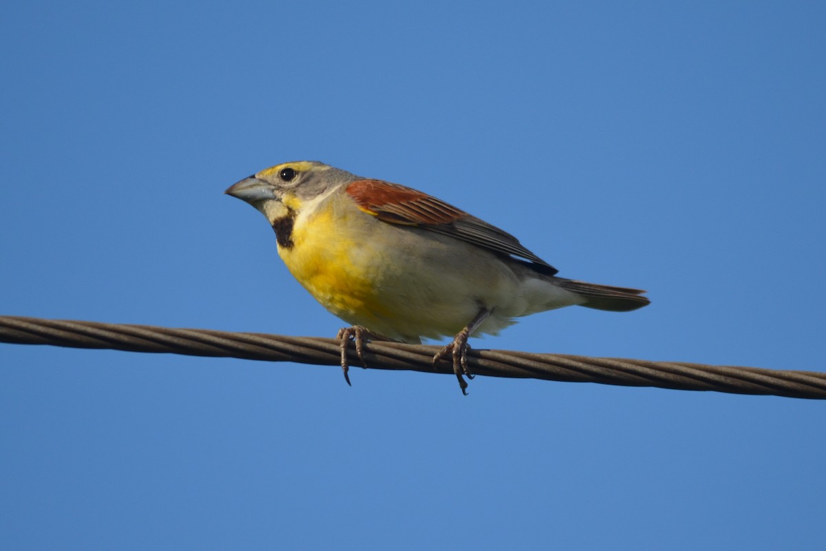 Dickcissel - ML61490911