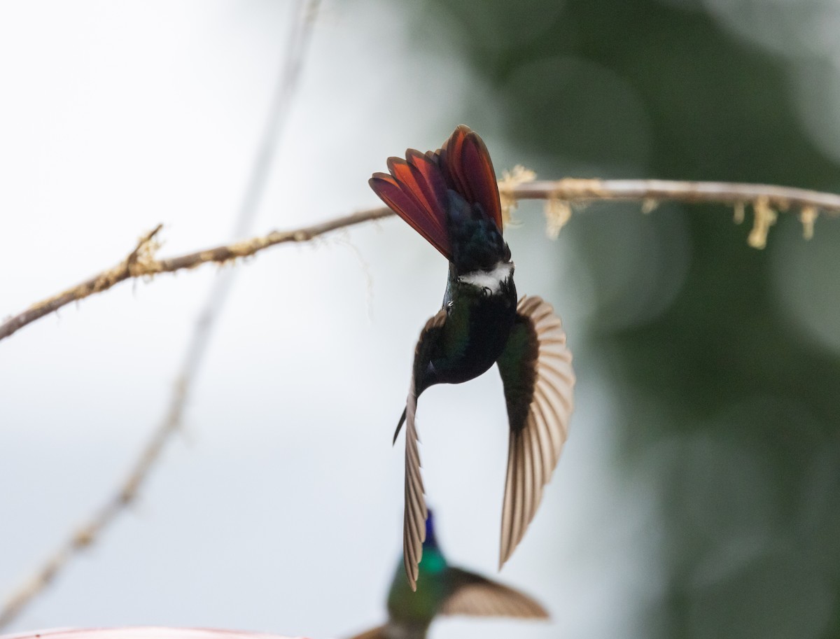 Black-throated Mango - ML614909113