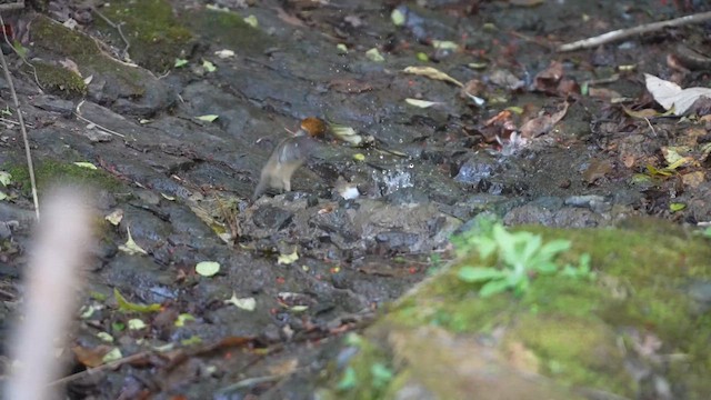 Yuhina Bigotuda - ML614909114