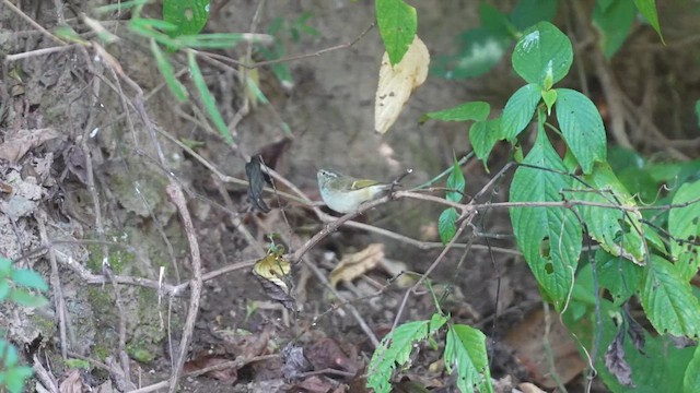 Buff-barred Warbler - ML614909122