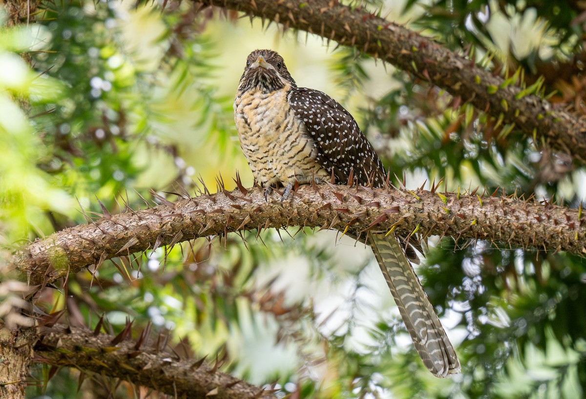 kukačka pacifická (ssp. cyanocephalus/subcyanocephalus) - ML614909164