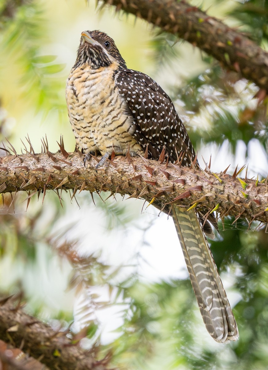 Pacific Koel (Australian) - Forest Botial-Jarvis