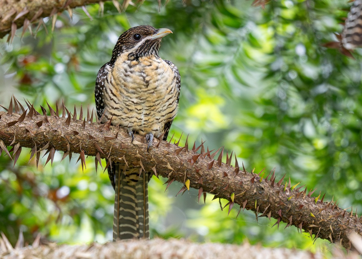 Pacific Koel (Australian) - ML614909167