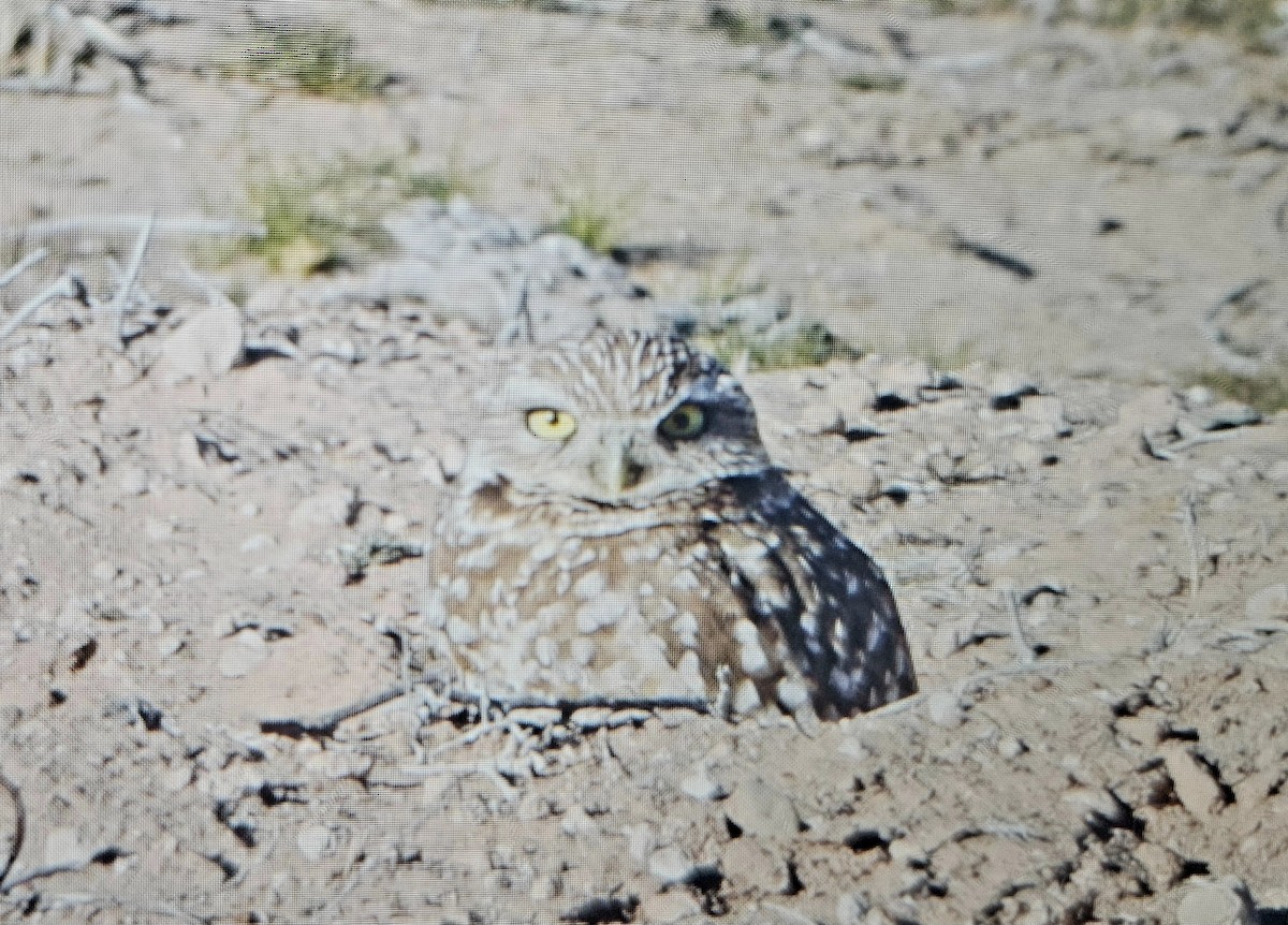Burrowing Owl - ML614909170