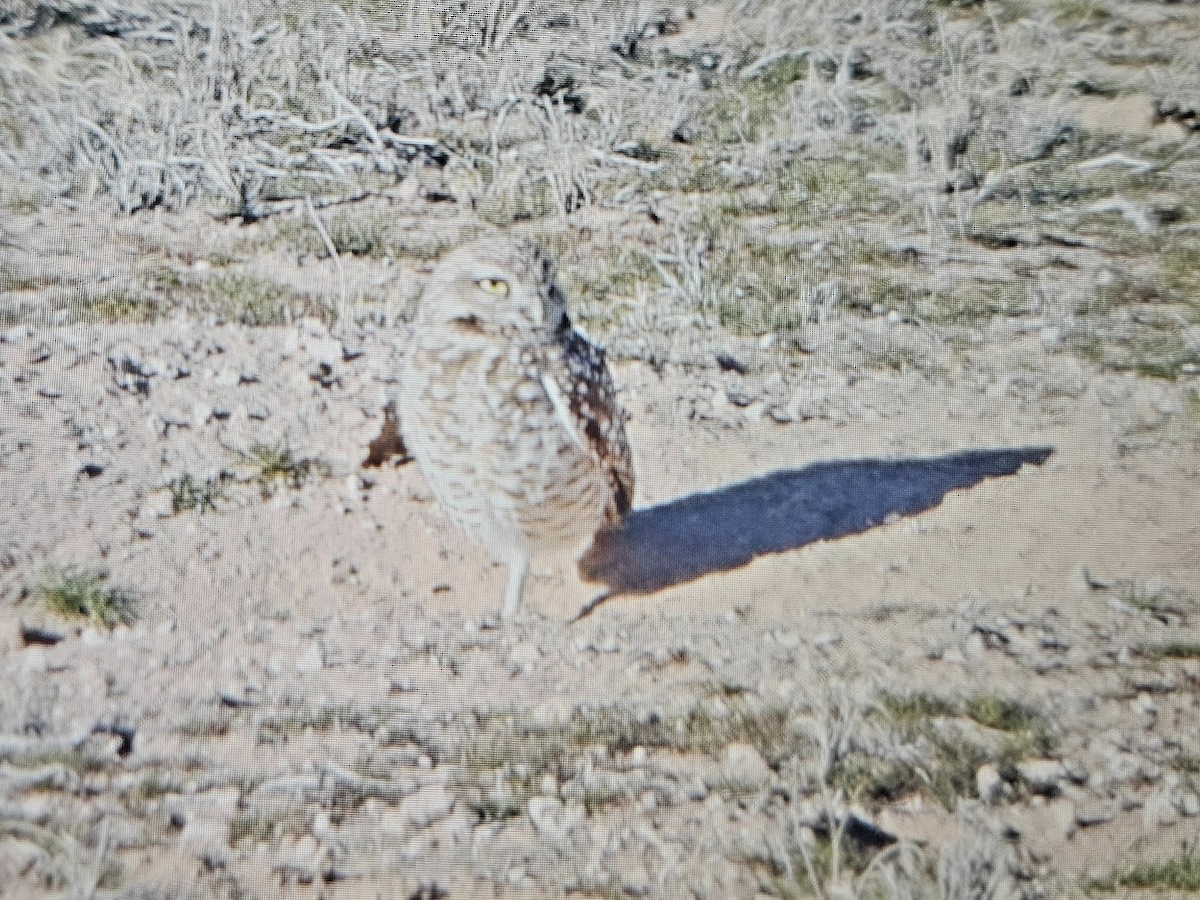 Burrowing Owl - ML614909171