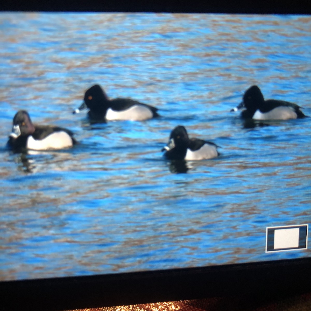 Ring-necked Duck - ML614909189