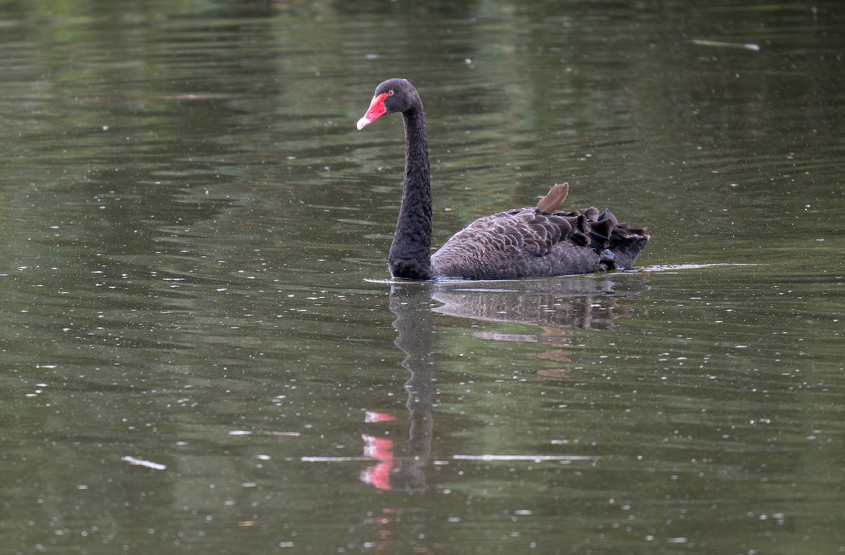 Black Swan - ML614909212