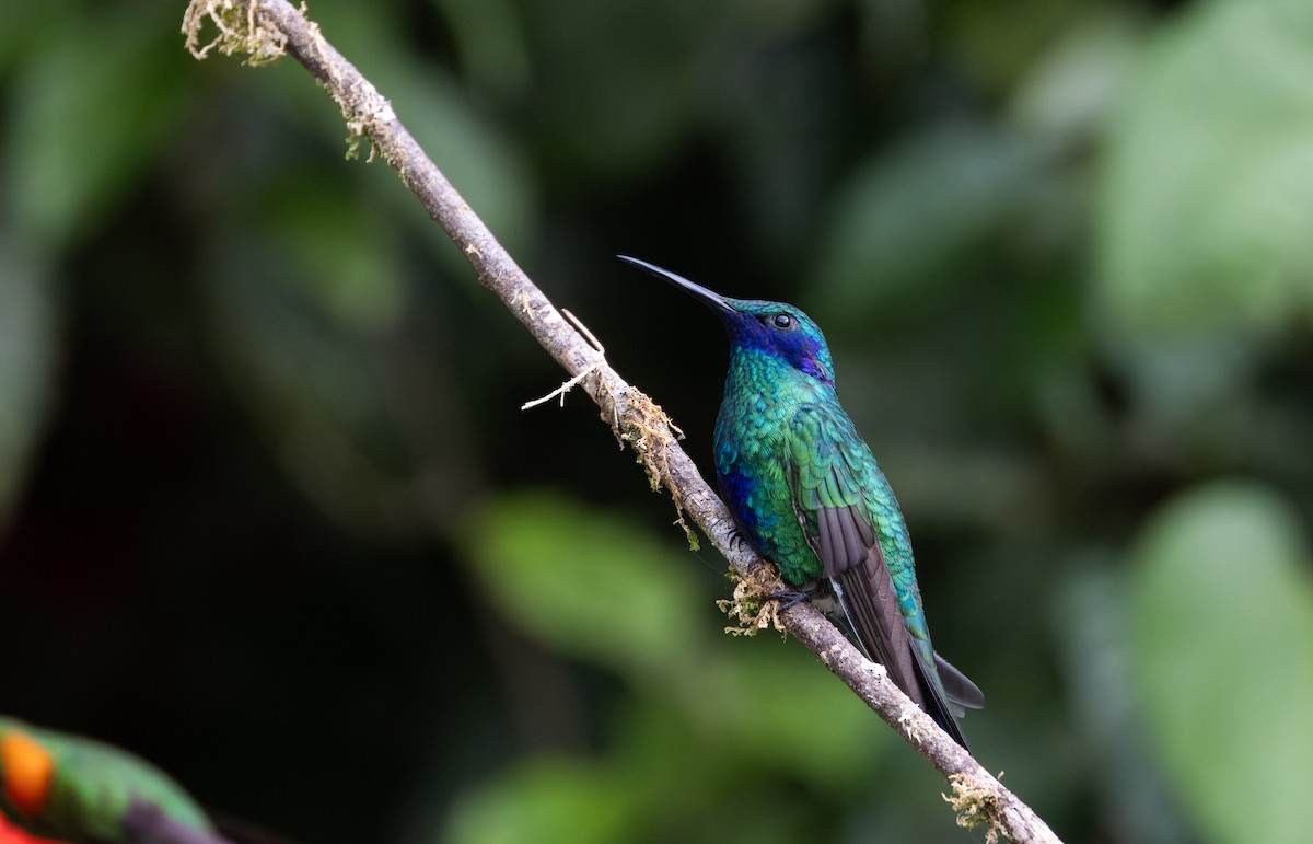 Colibrí Rutilante - ML614909250