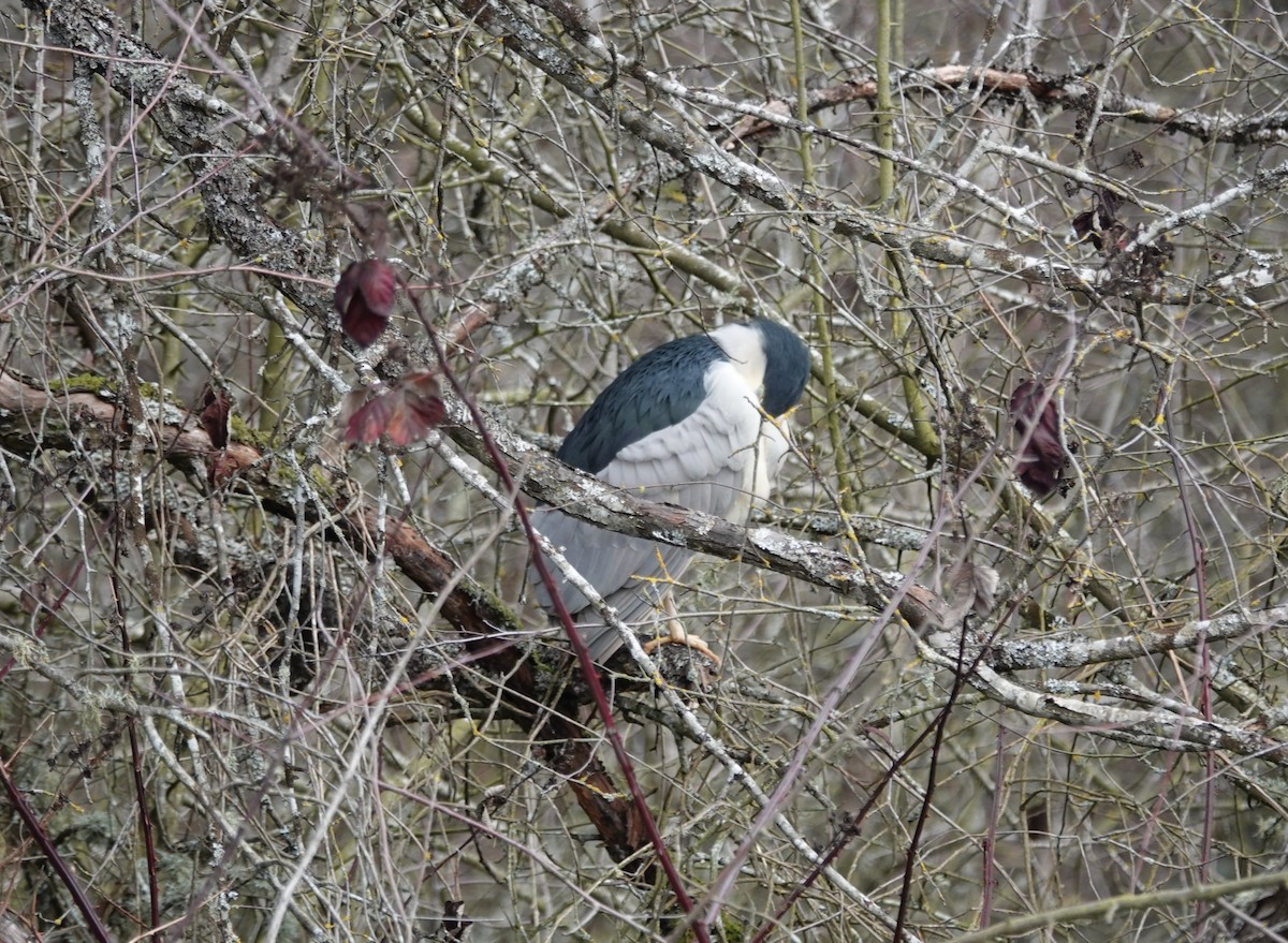 Black-crowned Night Heron - ML614909255