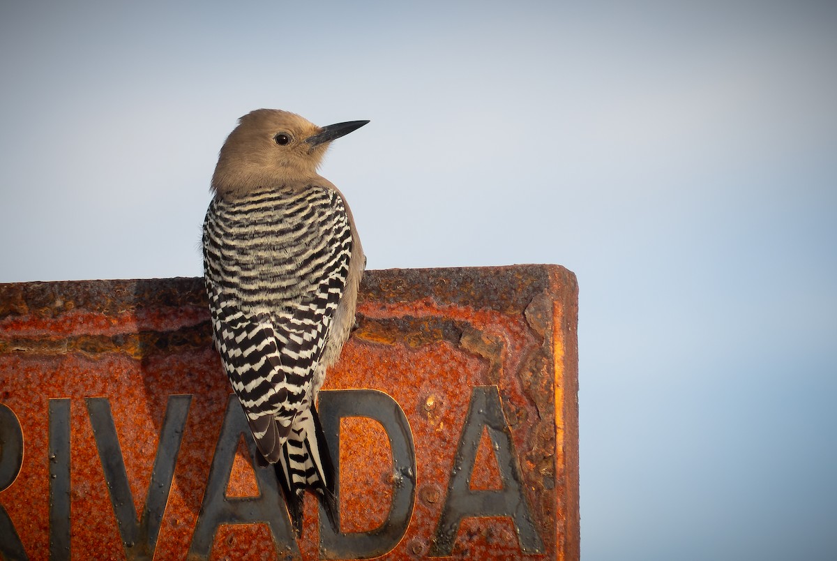 Gila Woodpecker - ML614909269