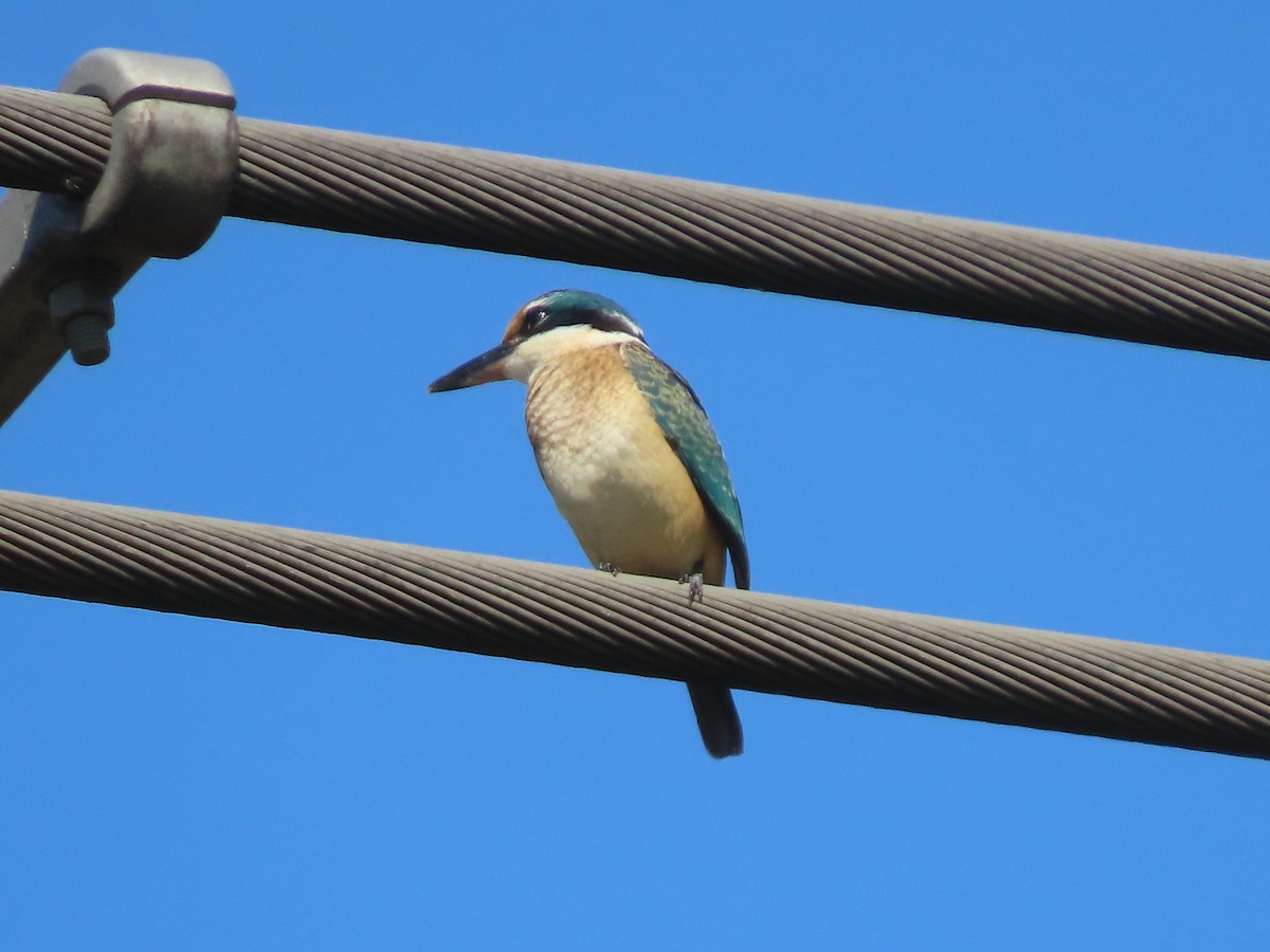 Sacred Kingfisher - ML614909272