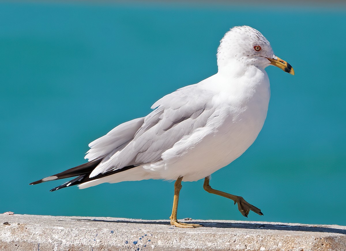Ring-billed Gull - ML614909347