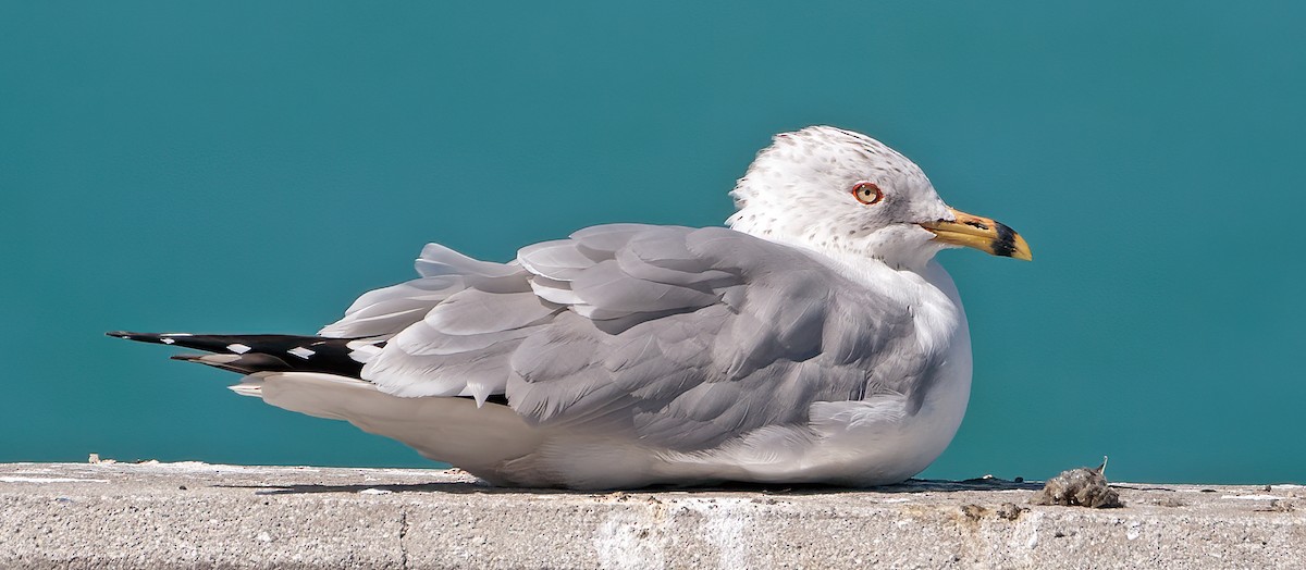 Ring-billed Gull - ML614909348