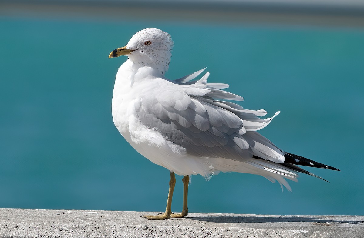 Ring-billed Gull - ML614909349