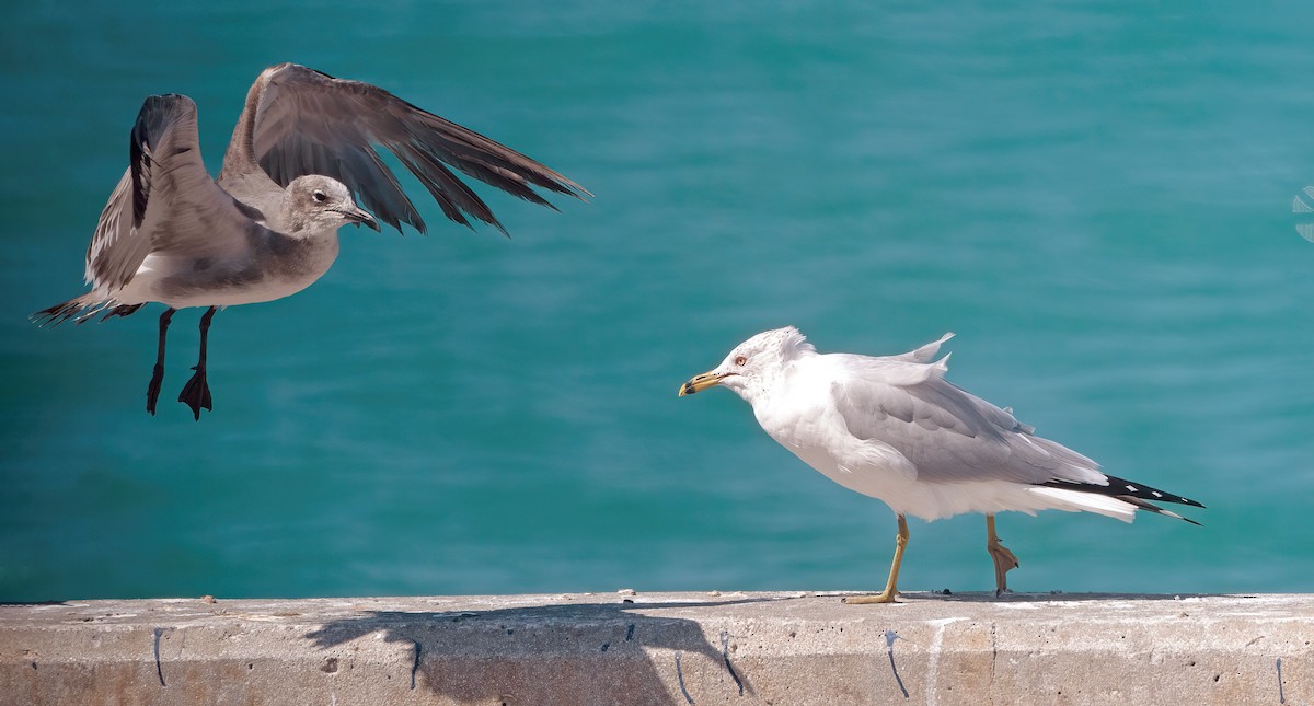 Ring-billed Gull - ML614909350