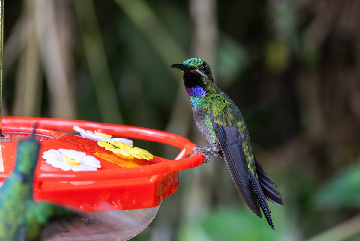 Black-throated Brilliant (Black-throated) - Jay McGowan