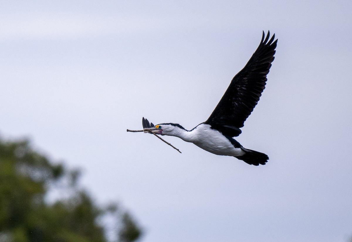 Pied Cormorant - ML614909366