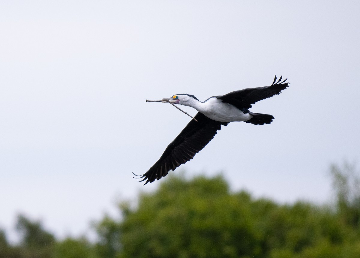 Pied Cormorant - Forest Botial-Jarvis