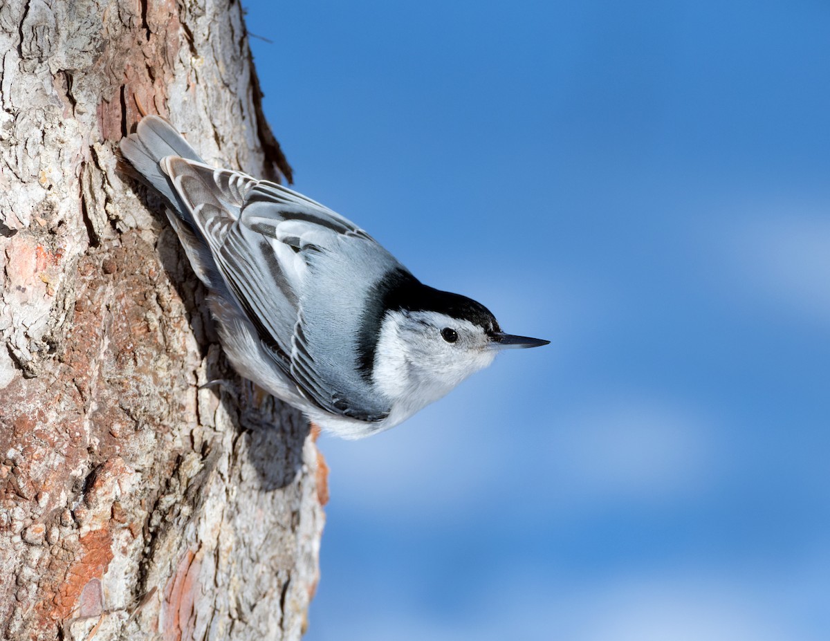 White-breasted Nuthatch - ML614909397