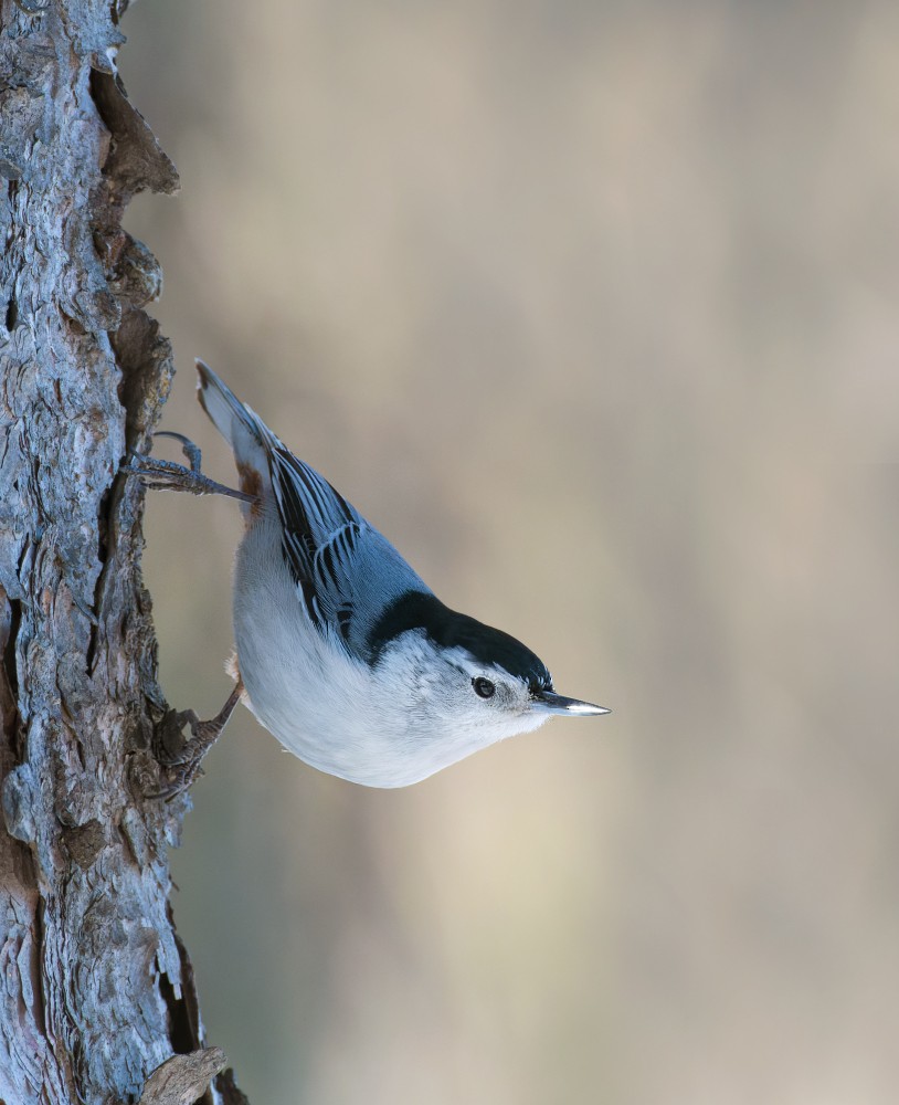 White-breasted Nuthatch - ML614909398