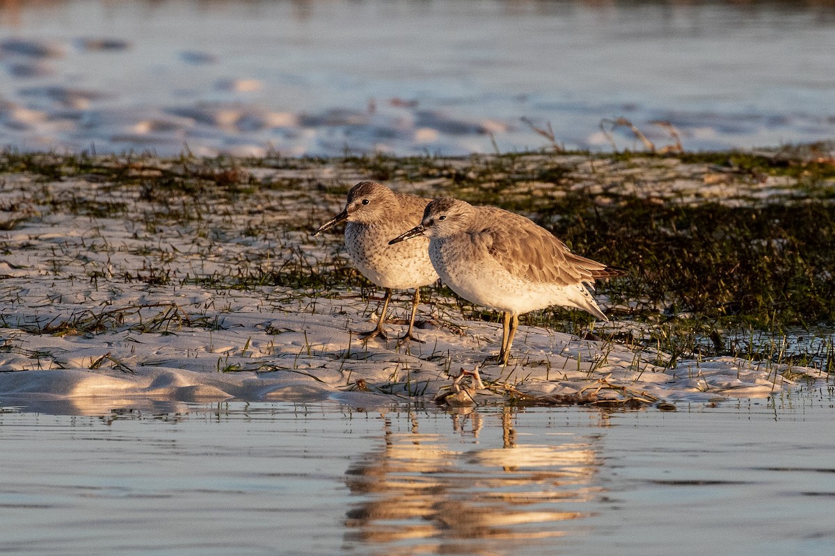 Red Knot - ML614909411