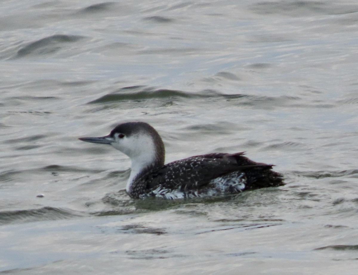 Red-throated Loon - ML614909457