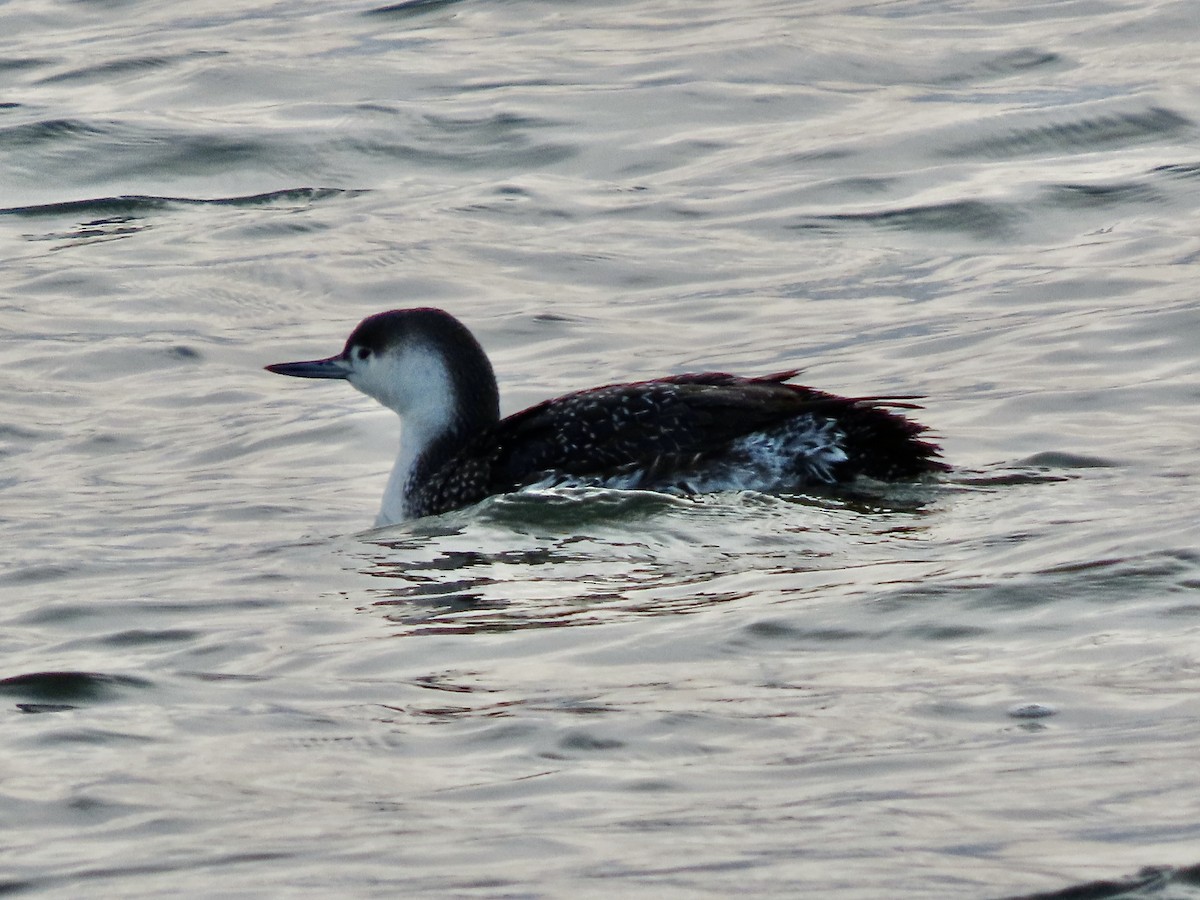 Red-throated Loon - ML614909458