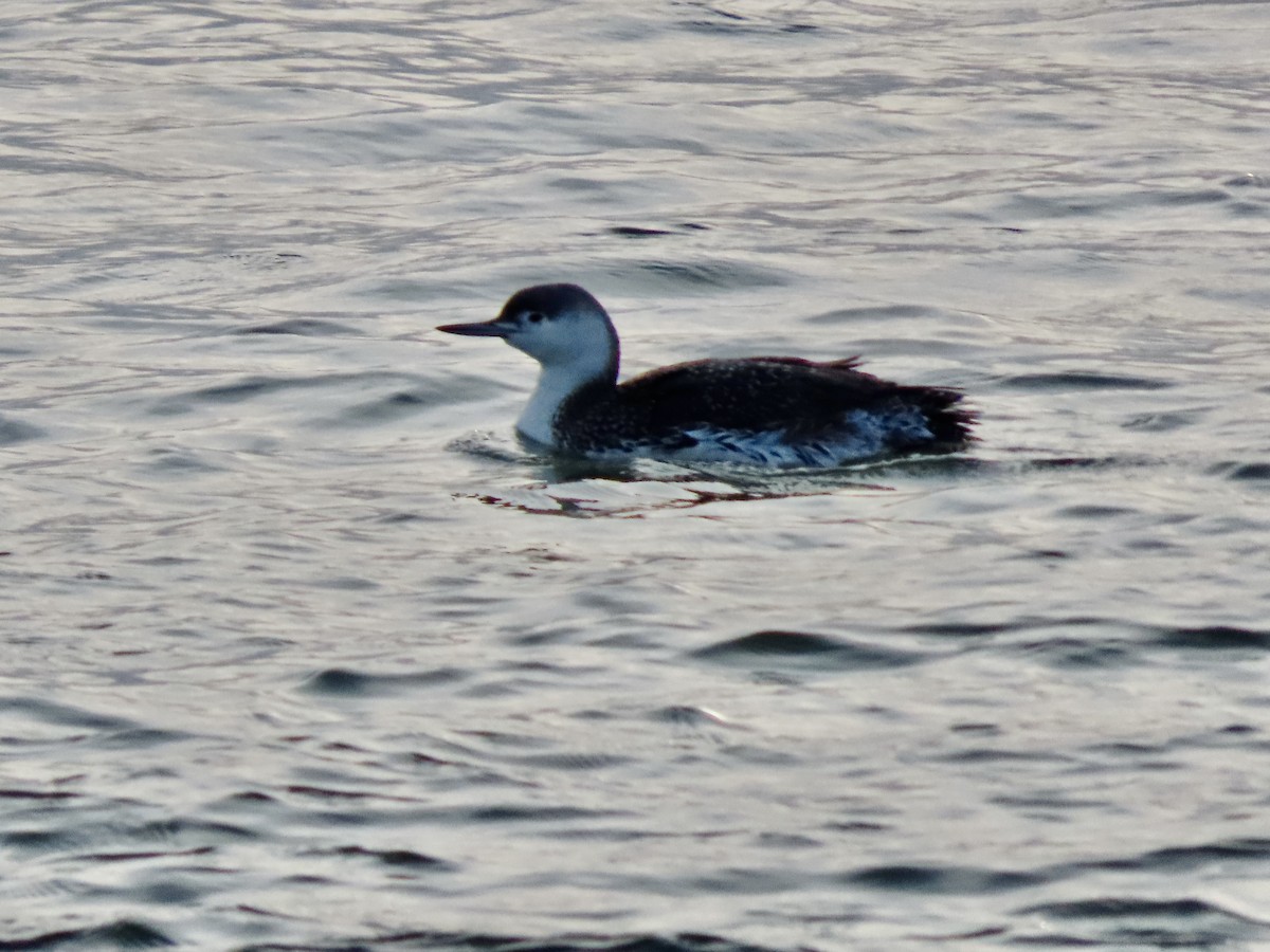 Red-throated Loon - ML614909459