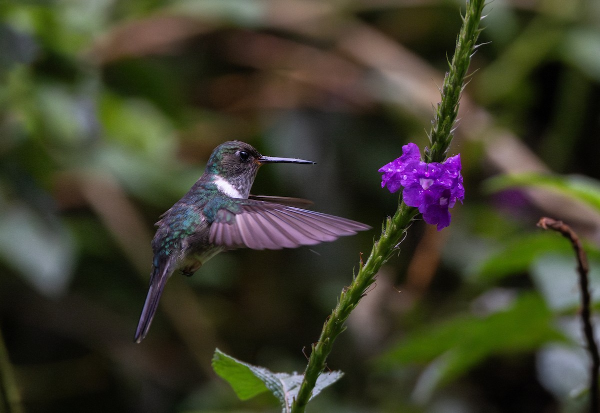 kolibřík ekvádorský - ML614909475