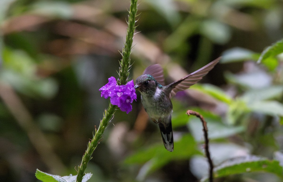 kolibřík ekvádorský - ML614909476