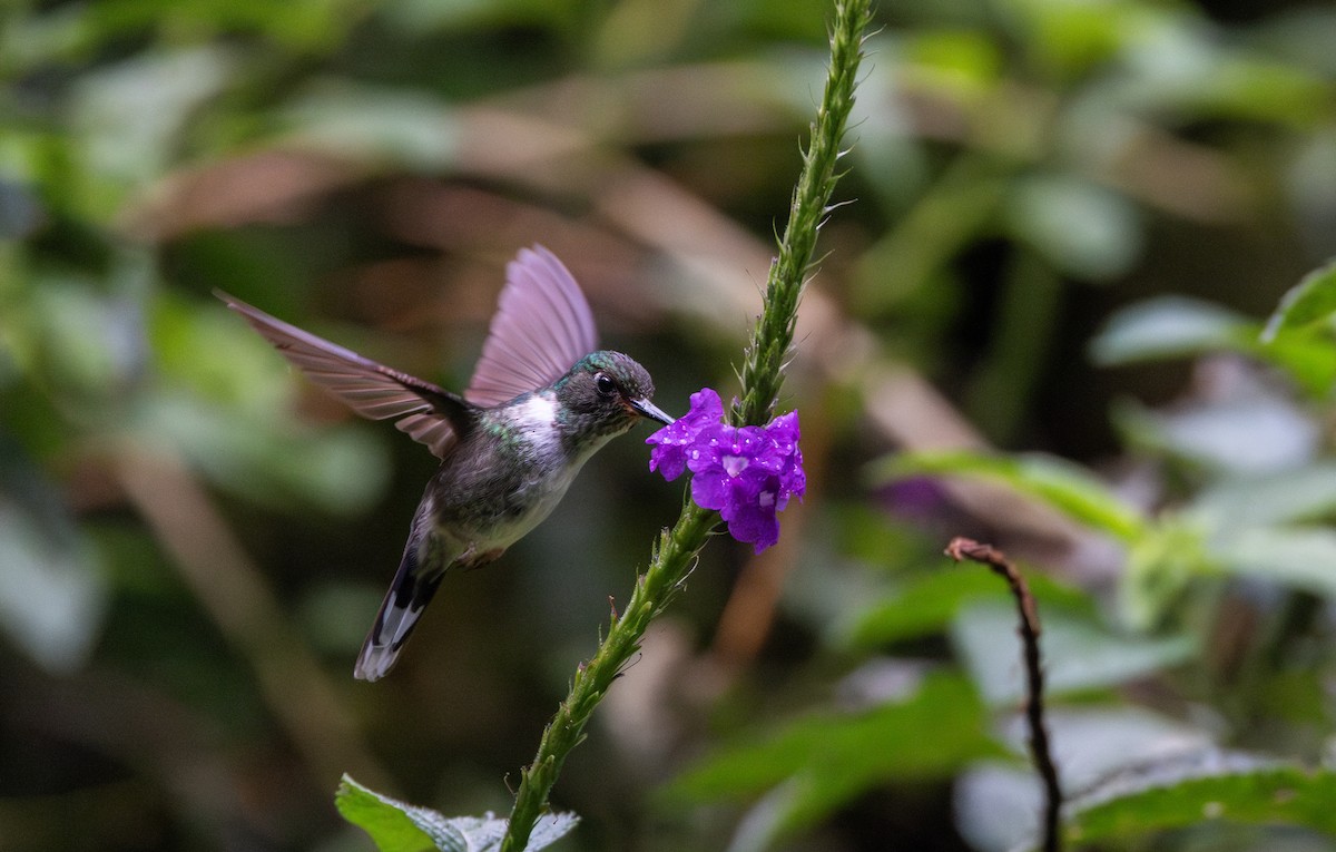 kolibřík ekvádorský - ML614909477
