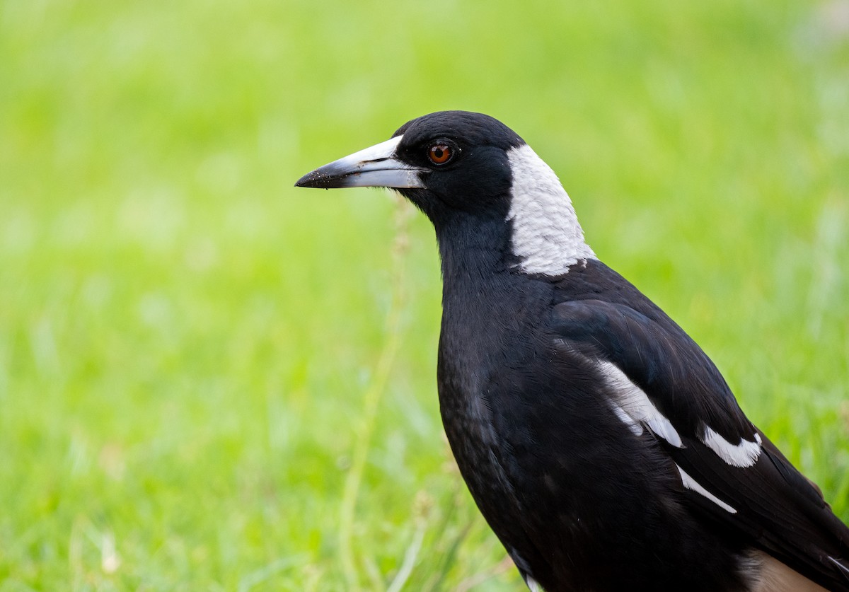 Australian Magpie (Black-backed) - ML614909478